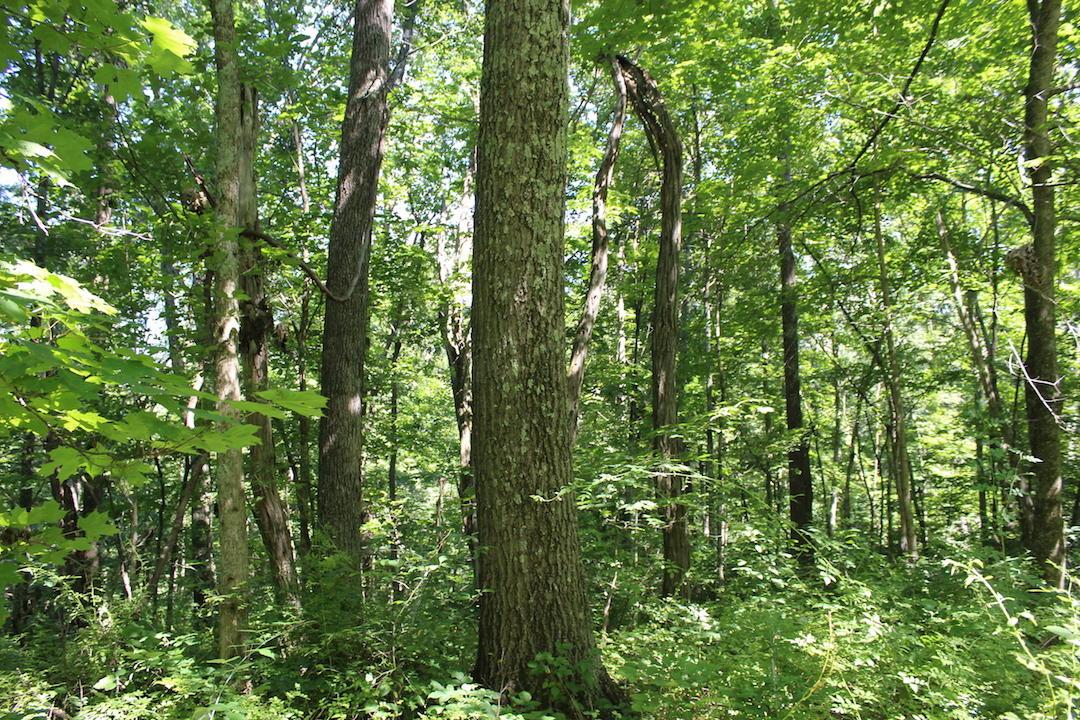 0 Mt Union Road Rutland, OH 45775 - Photo 29 of 48