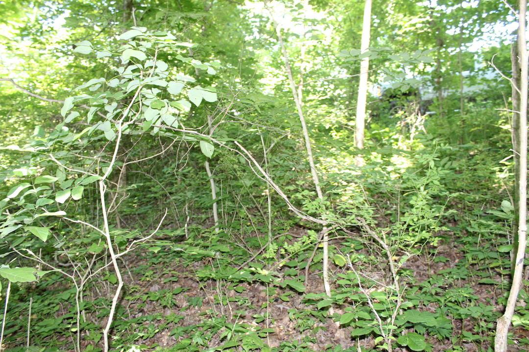 0 Mt Union Road Rutland, OH 45775 - Photo 3 of 48