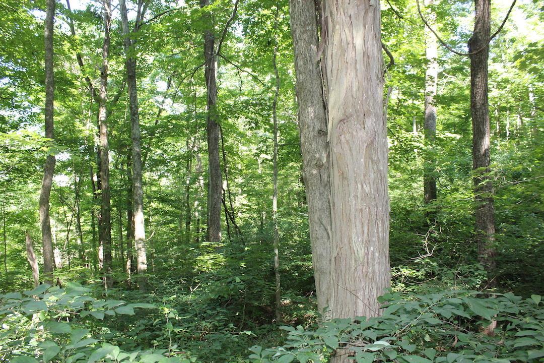 0 Mt Union Road Rutland, OH 45775 - Photo 34 of 48