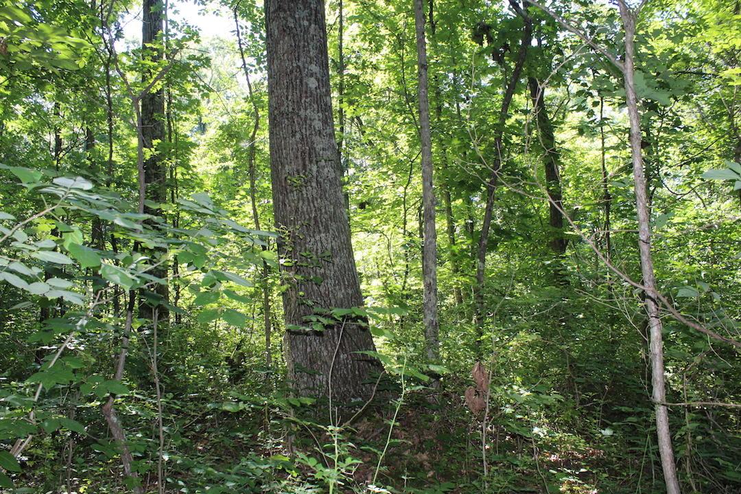 0 Mt Union Road Rutland, OH 45775 - Photo 6 of 48