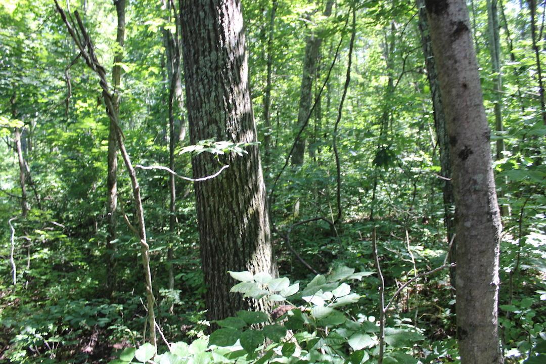 0 Mt Union Road Rutland, OH 45775 - Photo 7 of 48