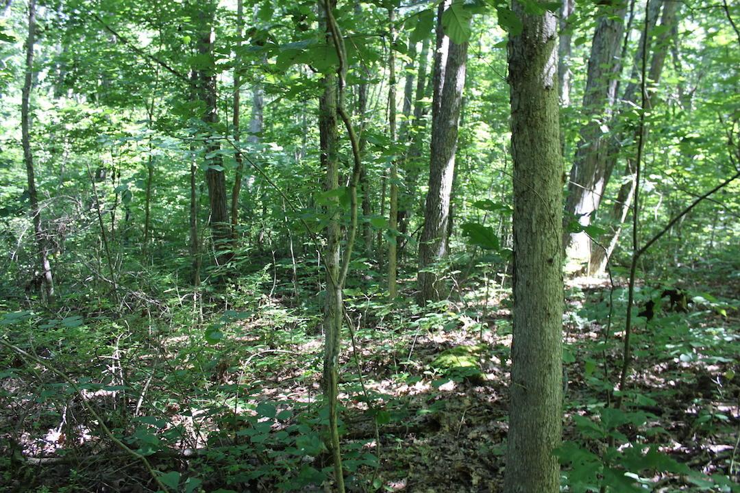 0 Mt Union Road Rutland, OH 45775 - Photo 8 of 48