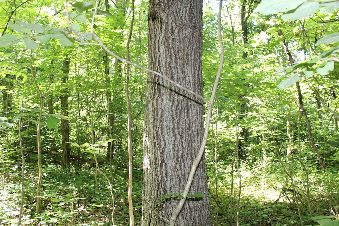 0 Mt Union Road Rutland, OH 45775 - Photo 9 of 48