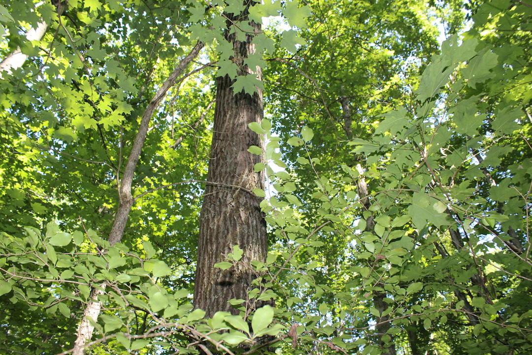 0 Mt Union Road Rutland, OH 45775 - Photo 10 of 48