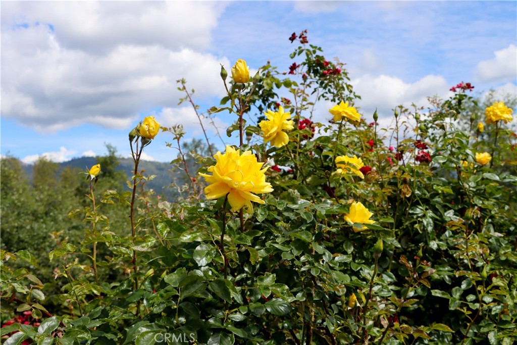 5603 Clouds Rest Mariposa, CA 95338 - Photo 57 of 75 Rose Gardens