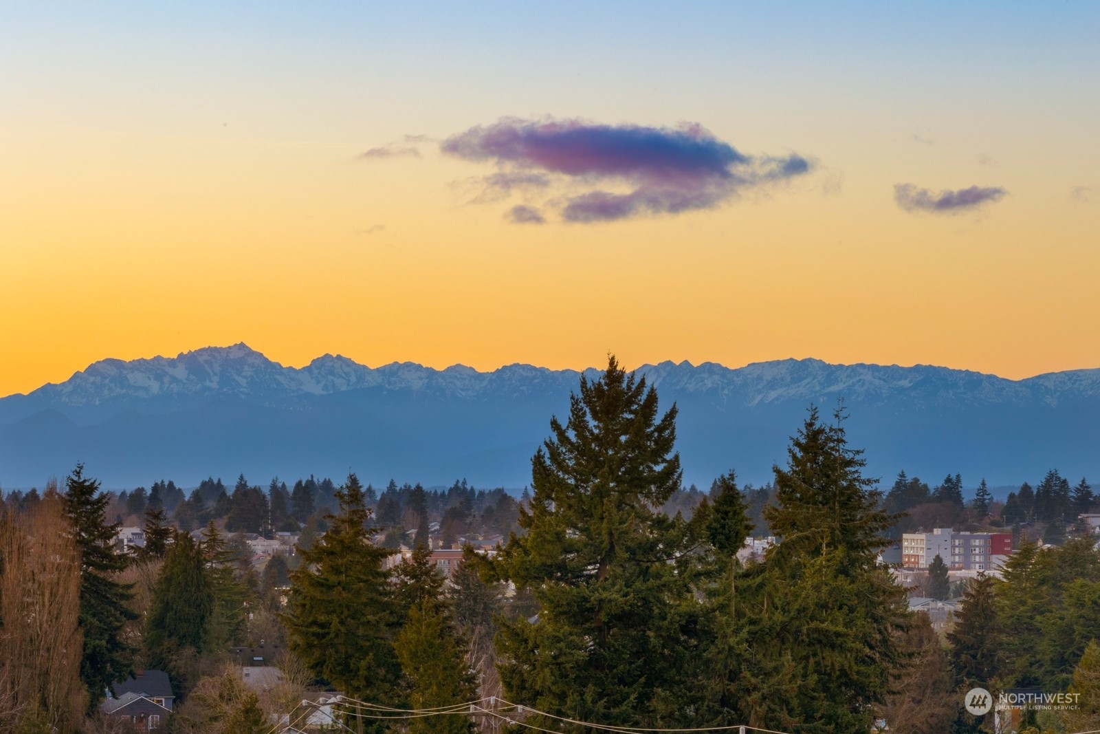 337 Northeast 90th Street, Unit 3 Seattle, WA 98115 - Photo 20 of 20 a view of a large tree with a mountain in the background