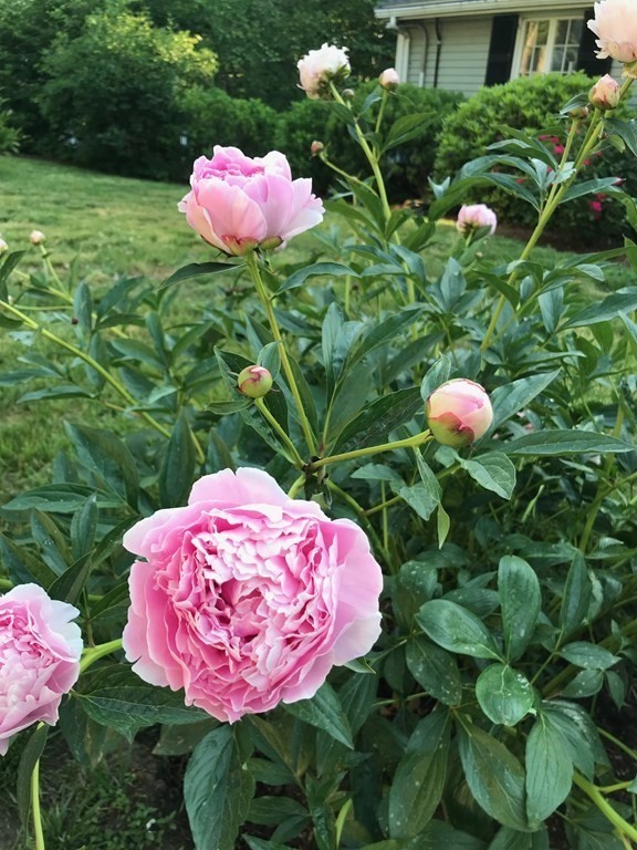 27 Bradley Road Arlington, MA 02474 - Photo 40 of 42