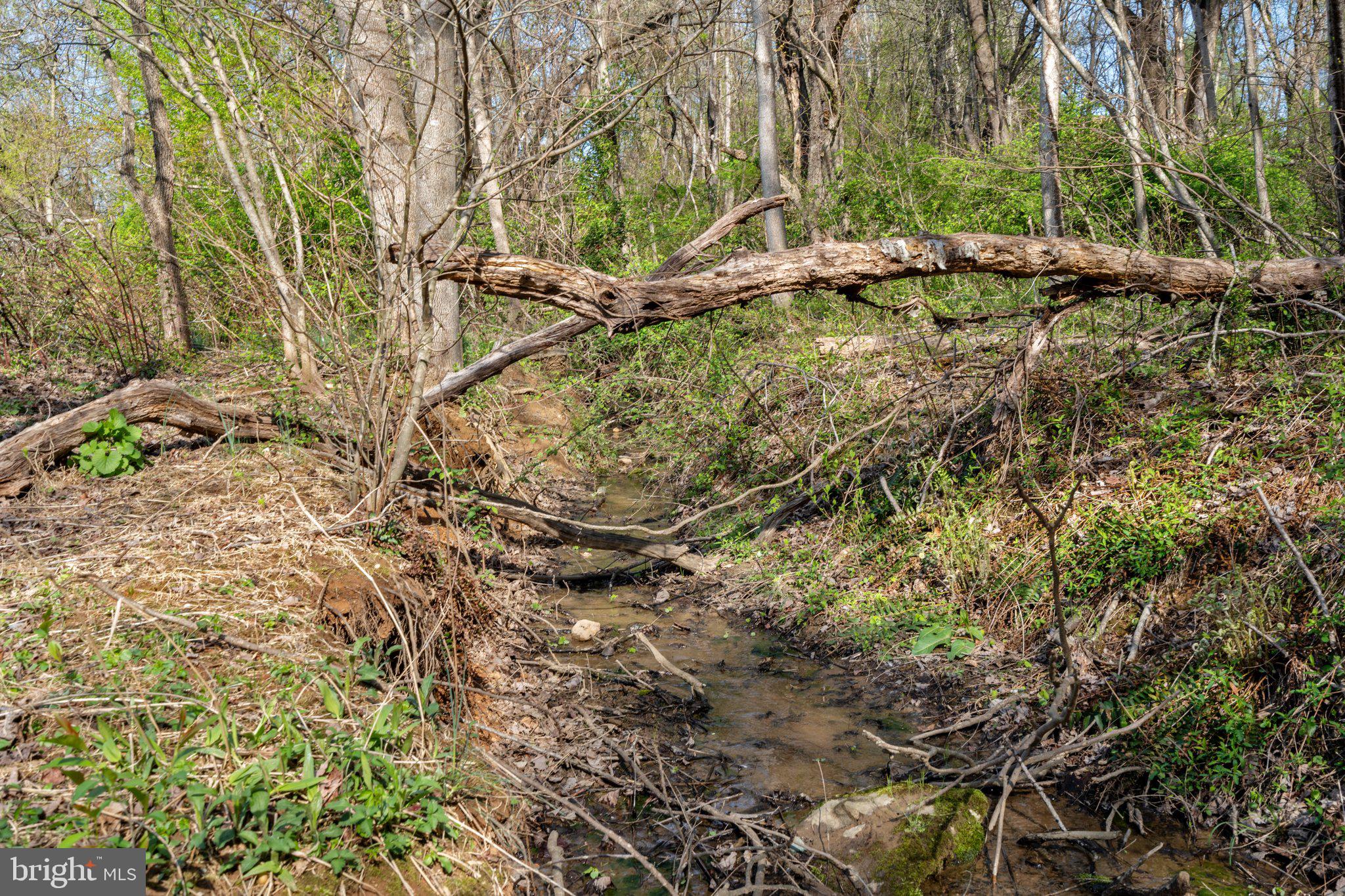 571 Richmond Road Amissville, VA 20106 - Photo 22 of 23 a view of a tree with a yard