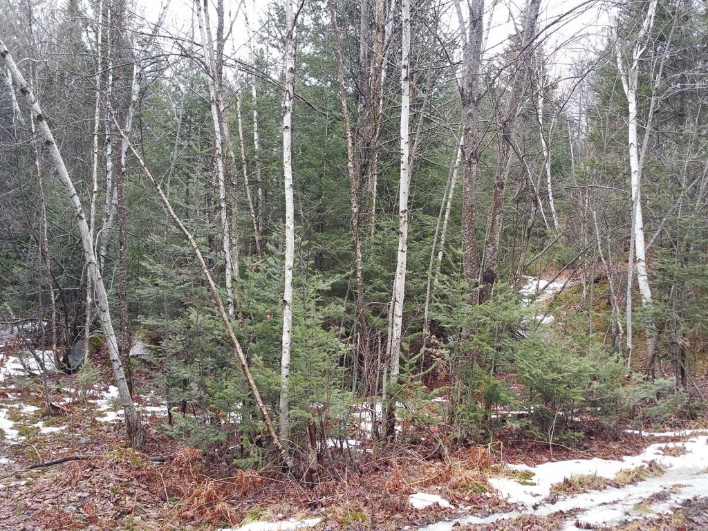 Lot 121 Beaver Pond Road Bethlehem, NH 03574 - Photo 2 of 6 Gallery Image 2