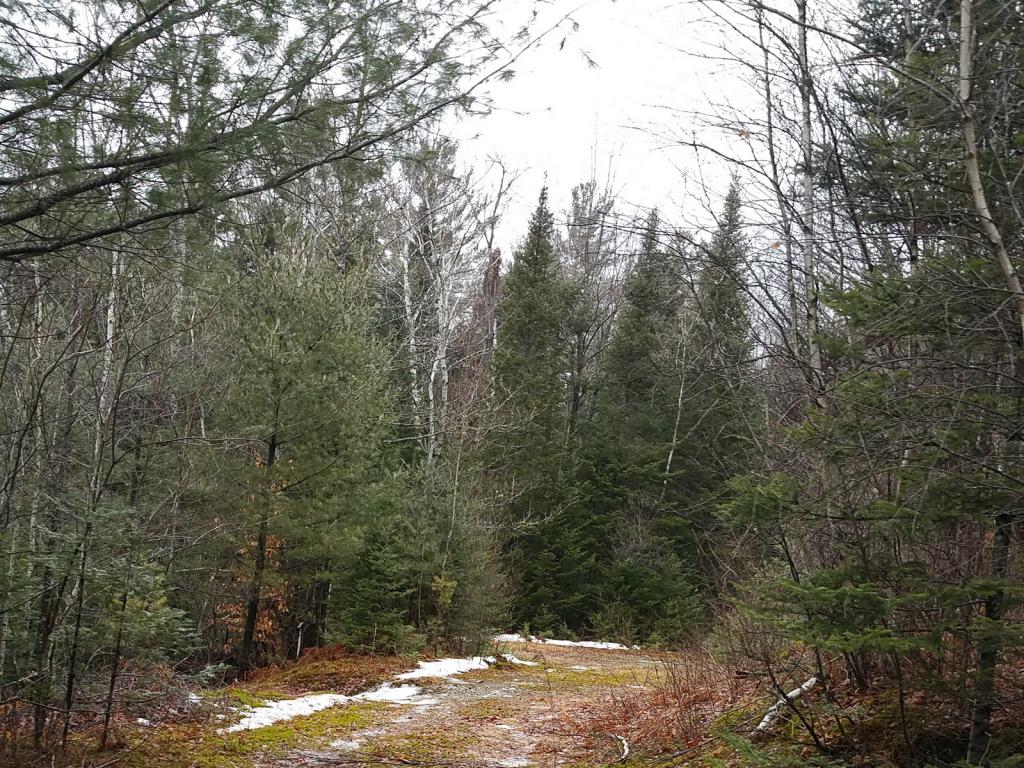 Lot 121 Beaver Pond Road Bethlehem, NH 03574 - Photo 4 of 6 Gallery Image 4