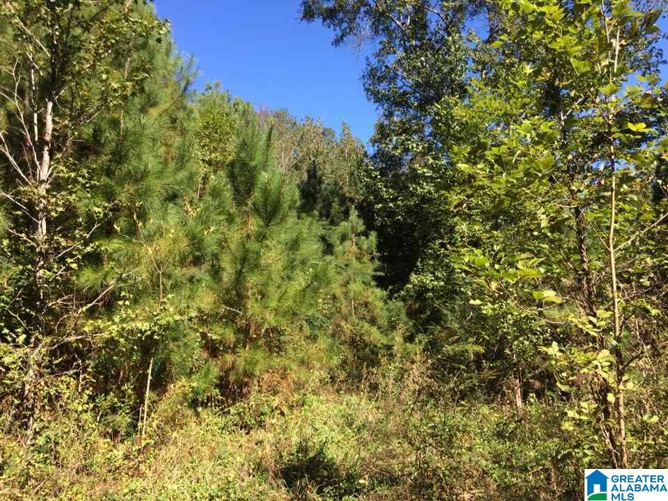 3601 Sand Valley Road Remlap, AL 35133 - Photo 1 of 3