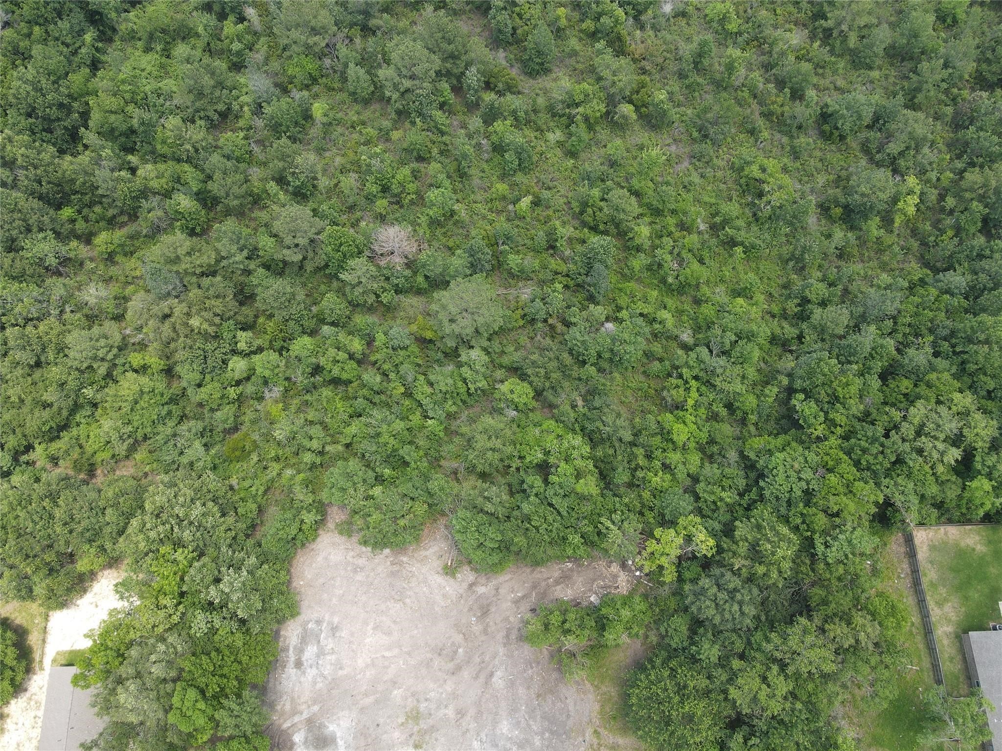 a view of a forest with a tree