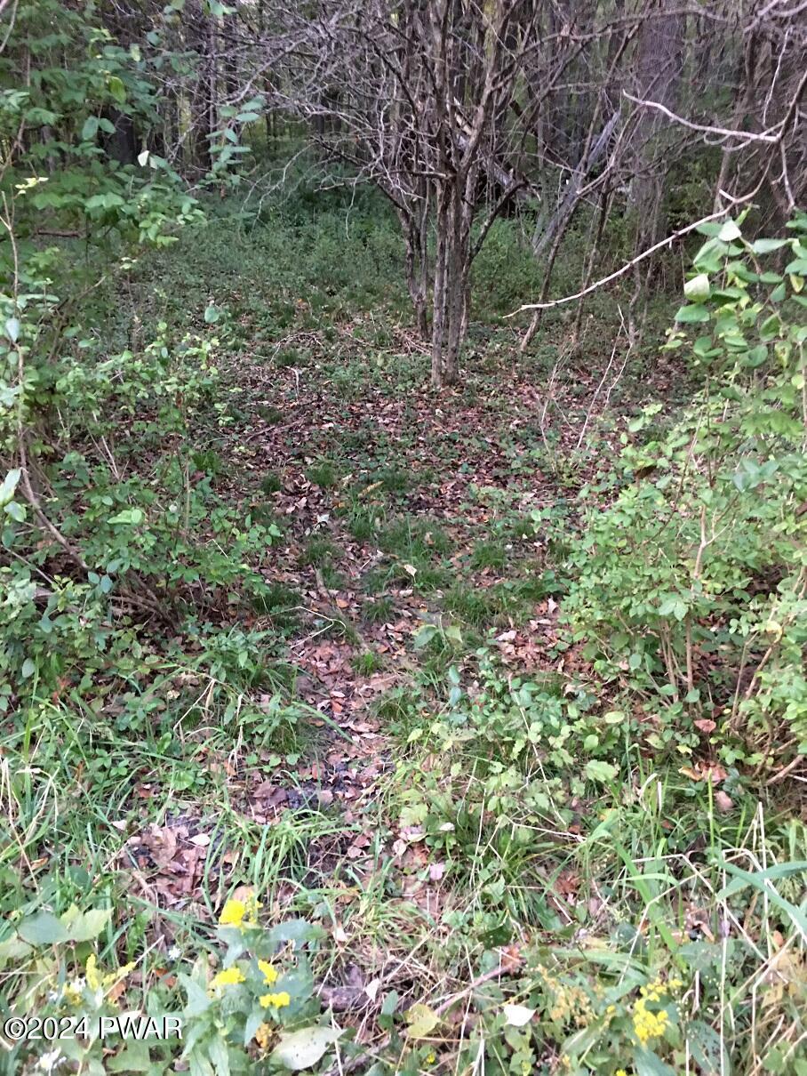 Pine Grove Road Newfoundland, PA 18445 - Photo 8 of 18