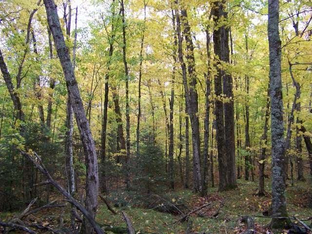 2819 St Louis Road Phelps, WI 54554 - Photo 12 of 17 Gallery Image 12