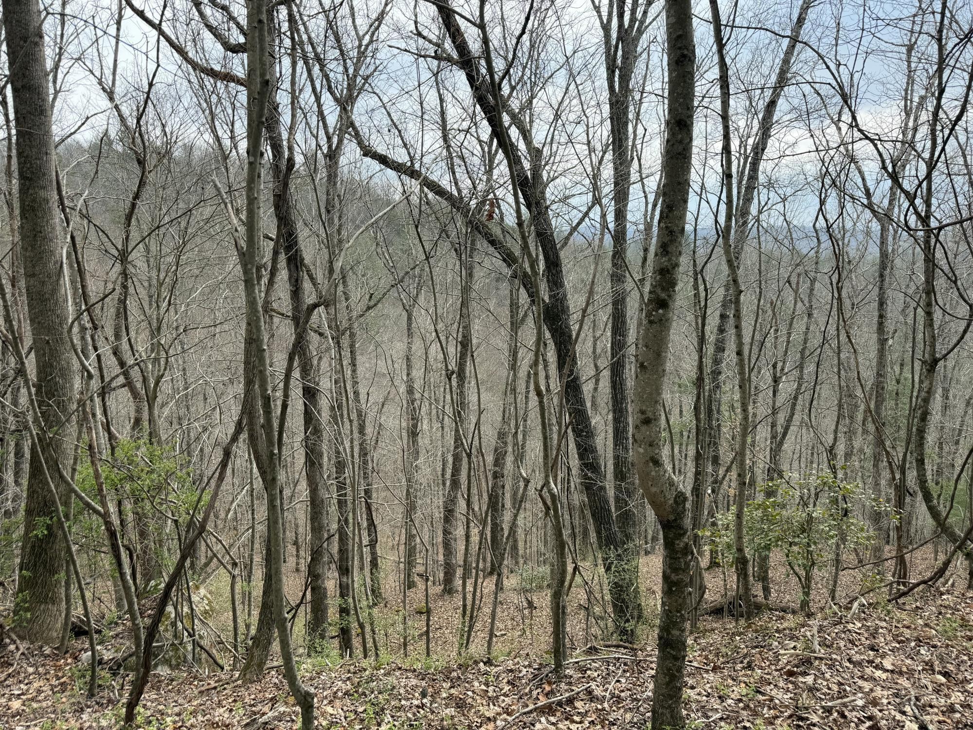 899 Morning Glory Road Oneida, TN 37841 - Photo 25 of 27