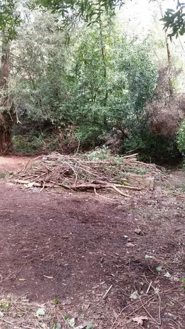 a view of a yard with plants and trees