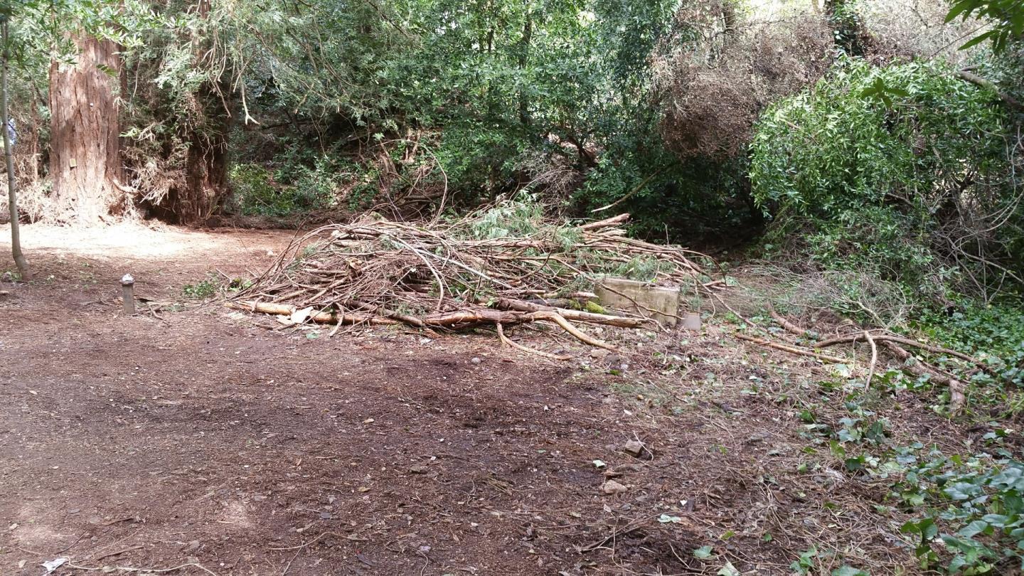 15851 Stevens Canyon Road Cupertino, CA 95014 - Photo 3 of 12 a view of a yard with plants and trees