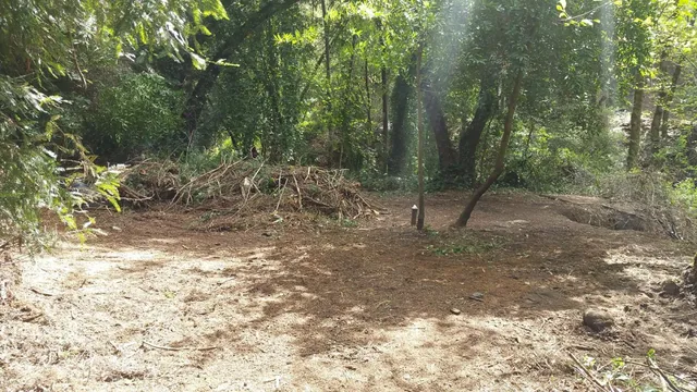 a view of a forest with trees in the background