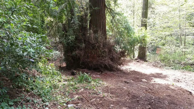 a view of a yard with plants and trees