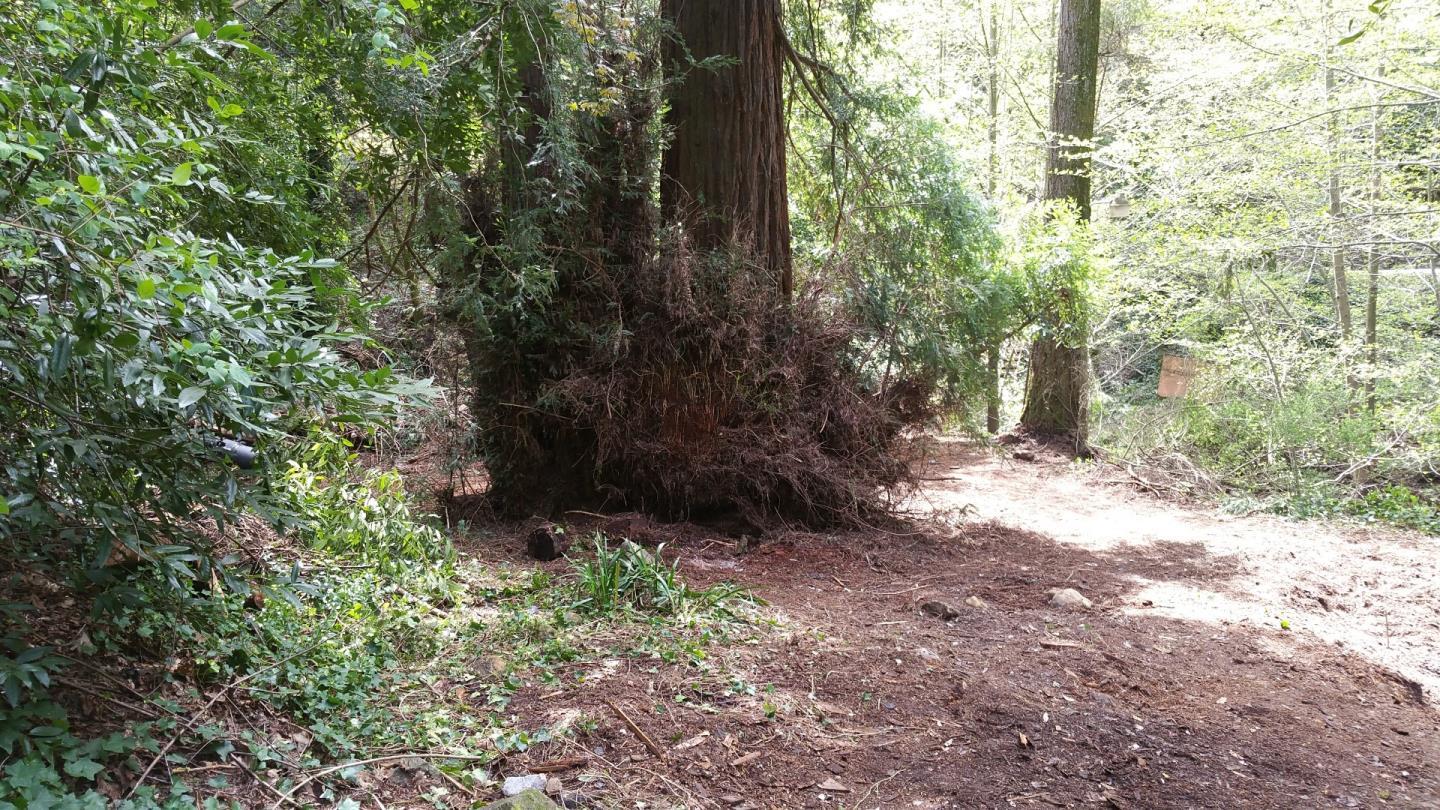 15851 Stevens Canyon Road Cupertino, CA 95014 - Photo 8 of 12 a view of a yard with plants and trees