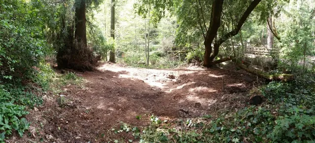 a view of a yard with plants and trees