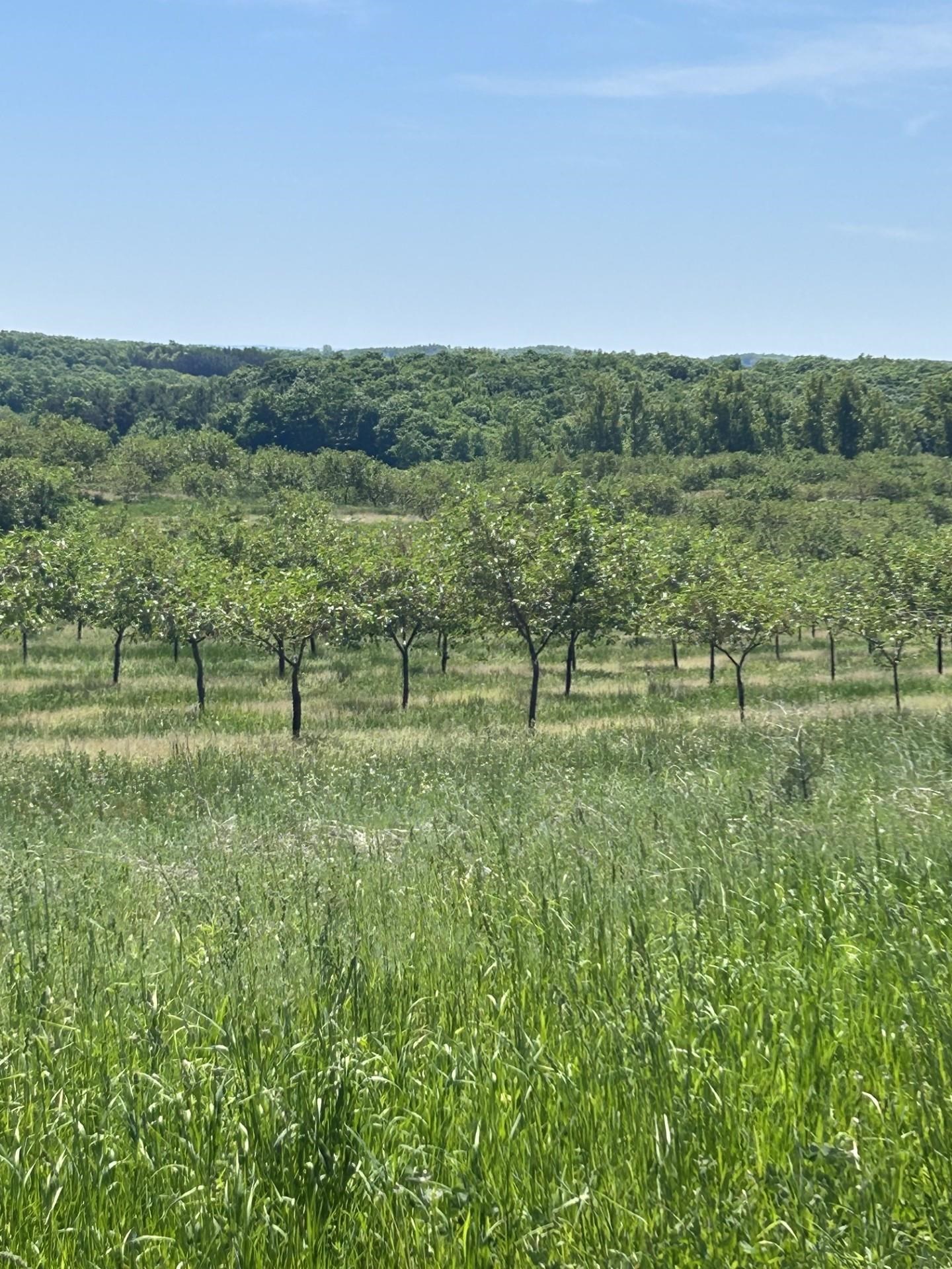 0 South Maple Valley Road Suttons Bay, MI 49682 - Photo 7 of 9