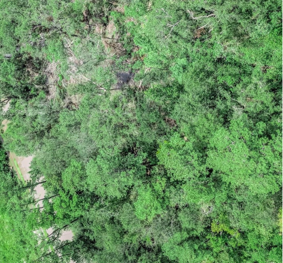 0 Balfour Street Houston, TX 77028 - Photo 3 of 3 a view of a lush green forest