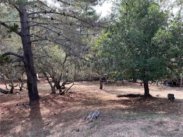 a view of a tree in the middle of a yard