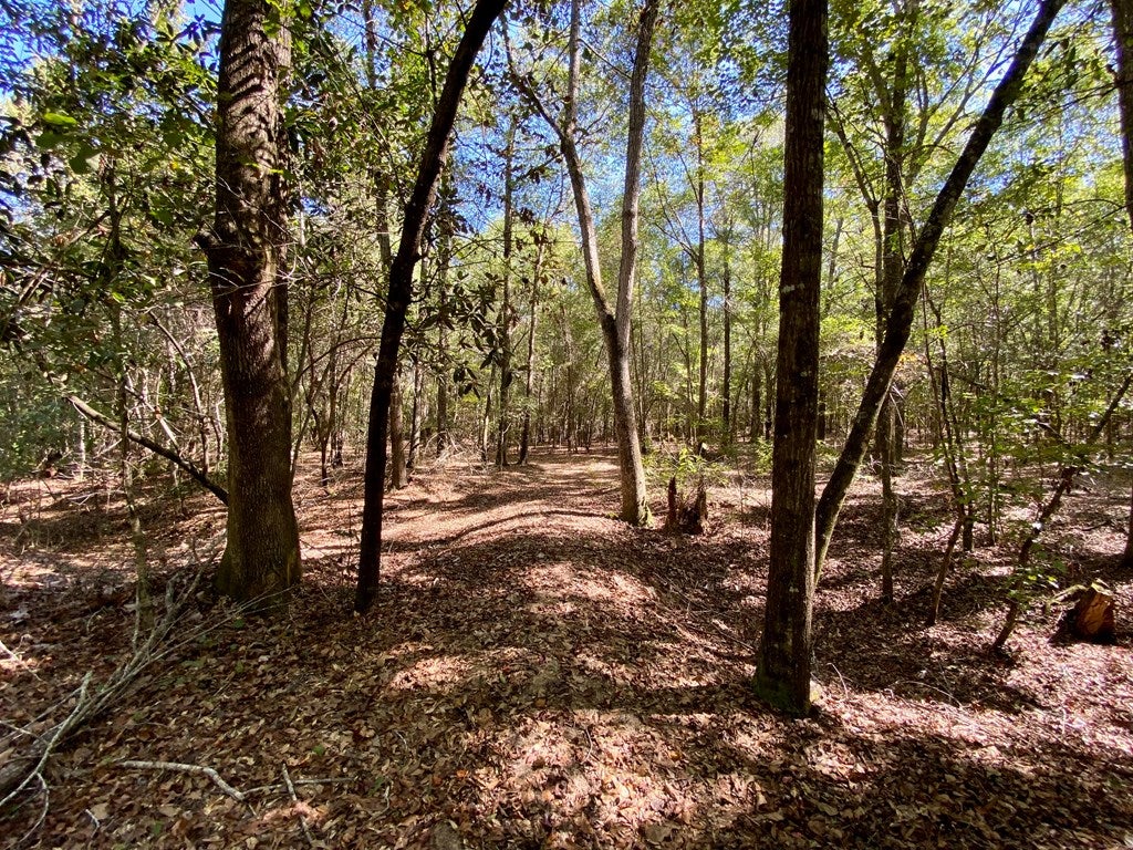 0 Clubhouse Road Coleman, GA 39836 - Photo 22 of 33 Gallery Image 22