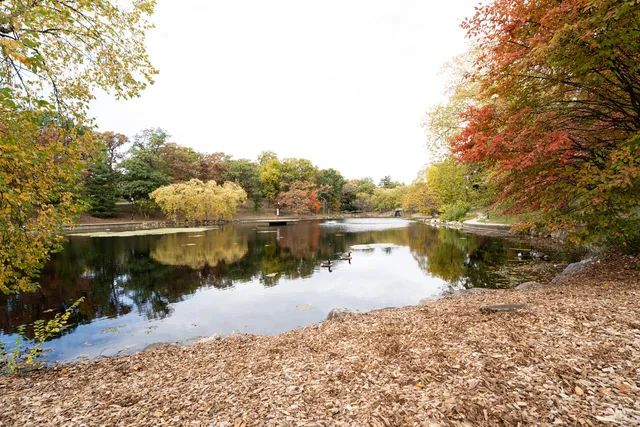 a view of a yard with trees