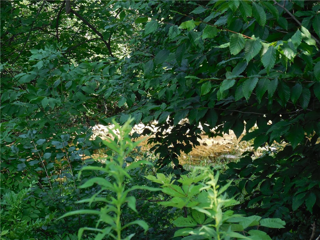 15 West Clymer Street Auburn, NY 13021 - Photo 15 of 17