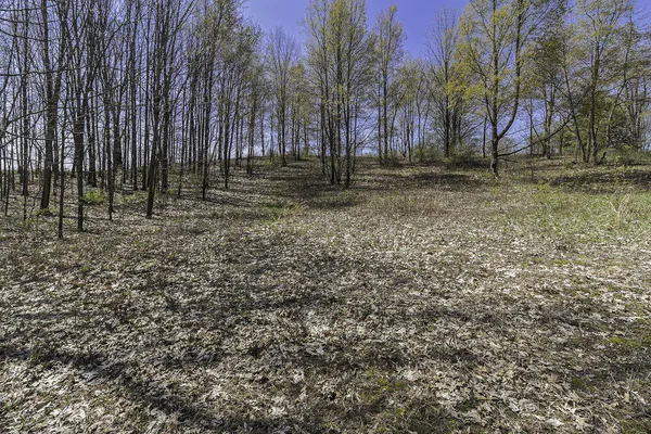 $21,900 | Lot 16 Campbell Lake Drive, Parma, MI 49269