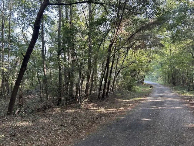 a view of a forest with trees in the background