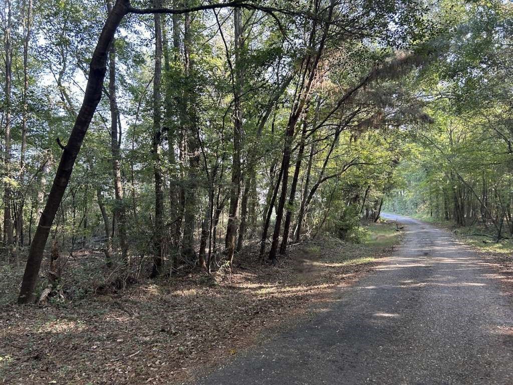 a view of a forest with trees in the background