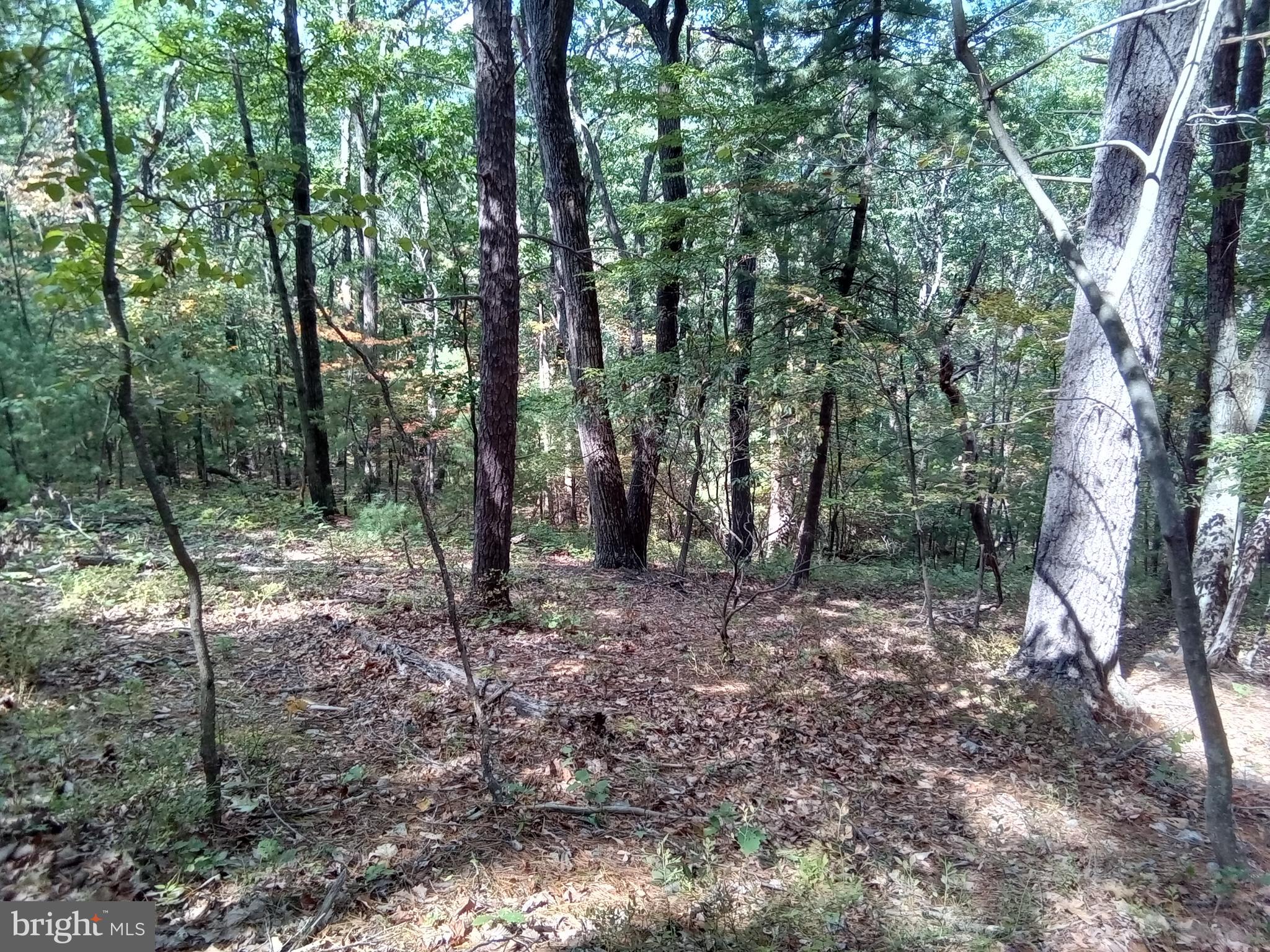 Supinlick Ridge Rd Mount Broadway, VA 22815 - Photo 13 of 30