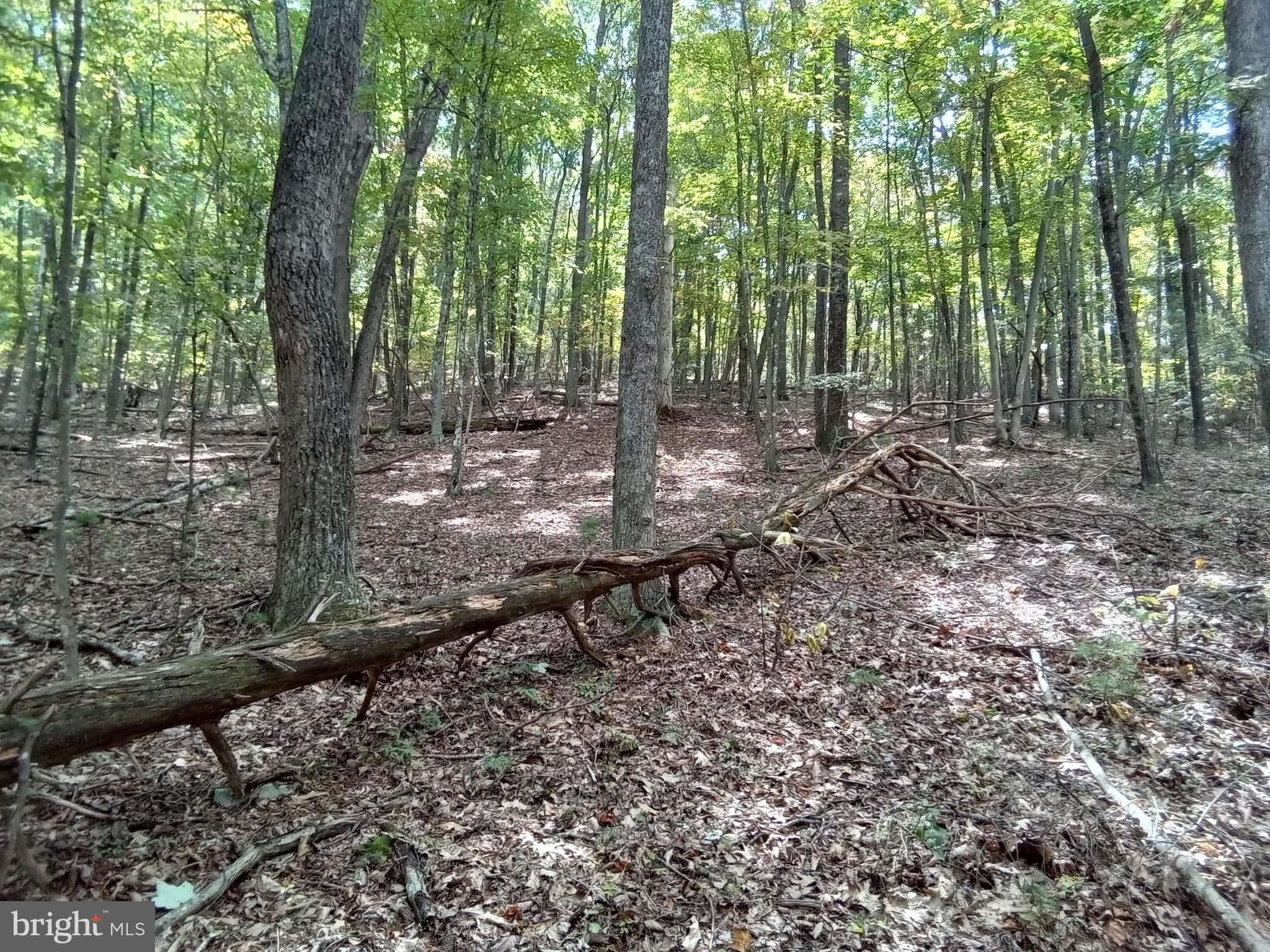 Supinlick Ridge Rd Mount Broadway, VA 22815 - Photo 16 of 30
