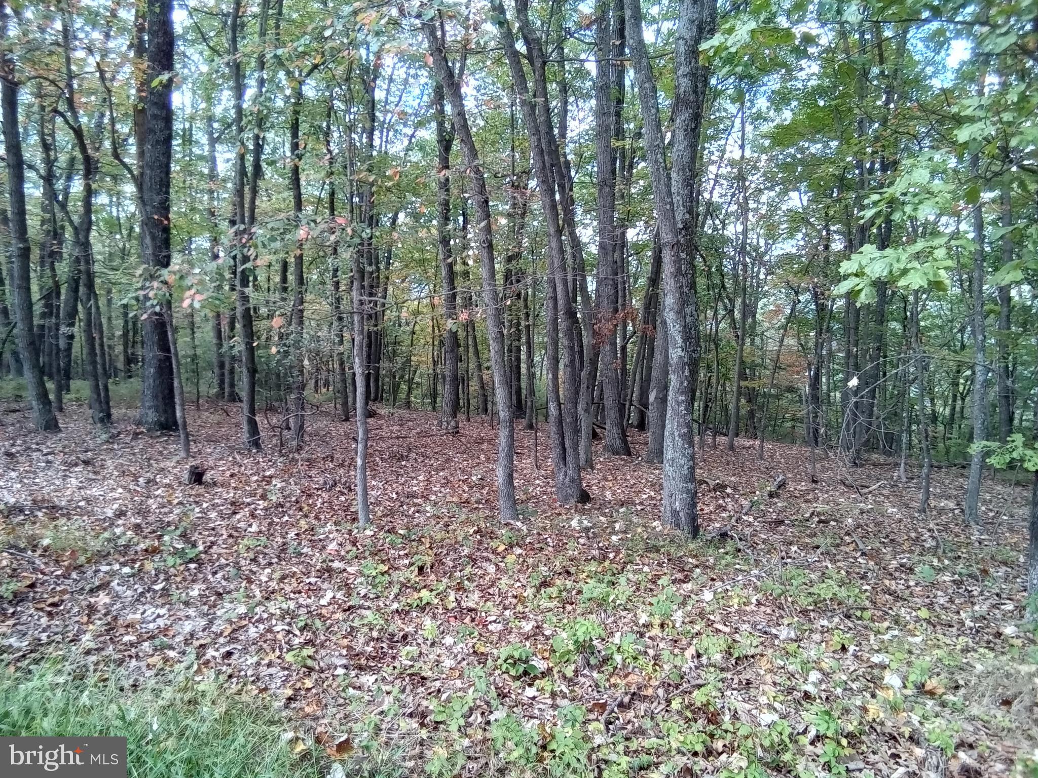 Supinlick Ridge Rd Mount Broadway, VA 22815 - Photo 21 of 30
