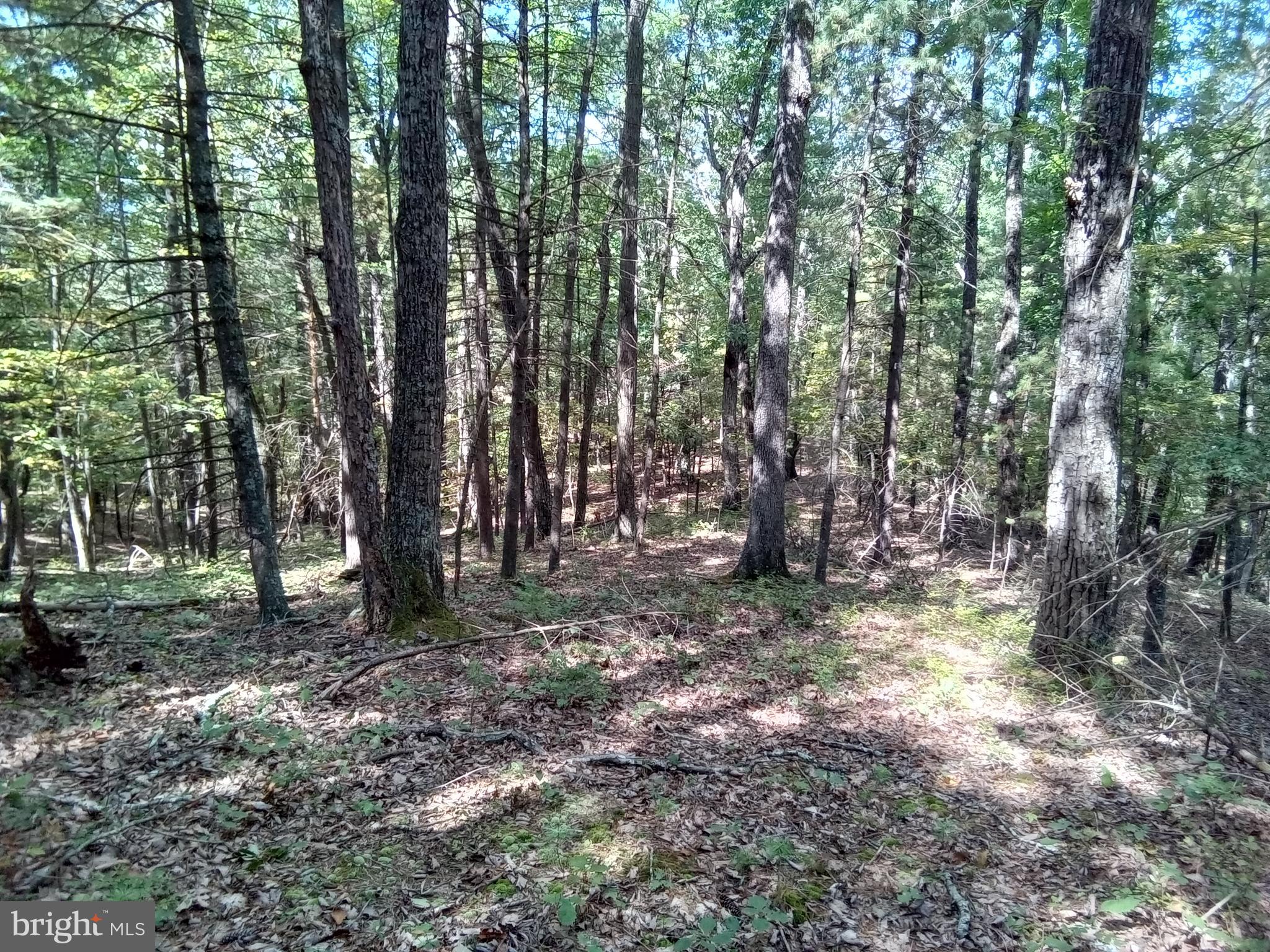Supinlick Ridge Rd Mount Broadway, VA 22815 - Photo 10 of 30