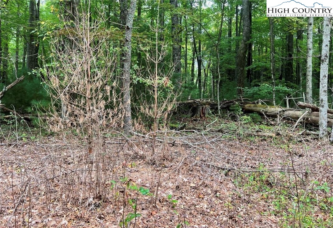 Oak Tree Lane Jefferson, NC 28640 - Photo 1 of 5 a view of forest