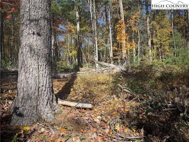a view of a yard with plants and trees