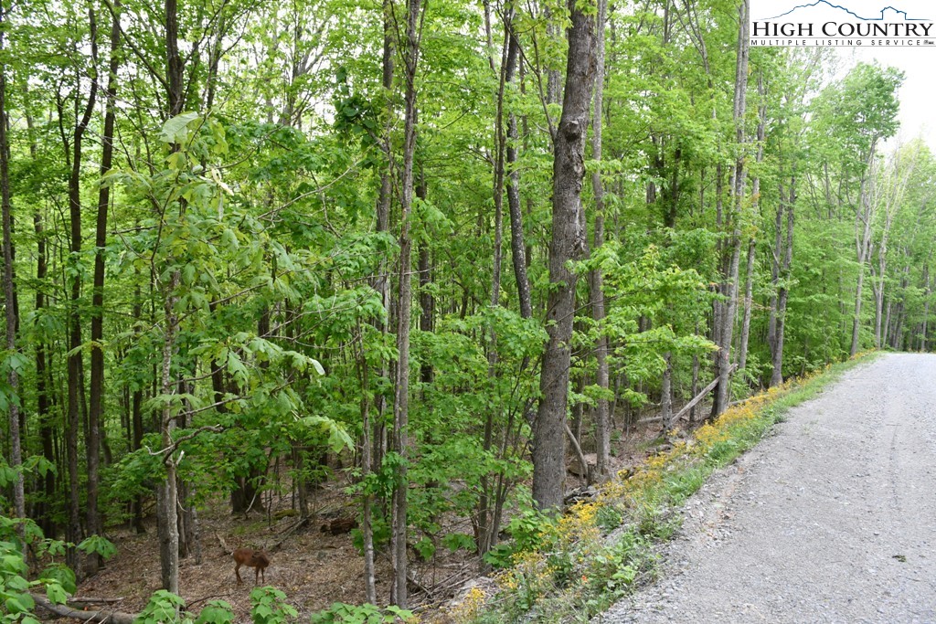 205 Locust Ridge Road Beech Mountain, NC 28604 - Photo 1 of 4 a view of a garden with plants