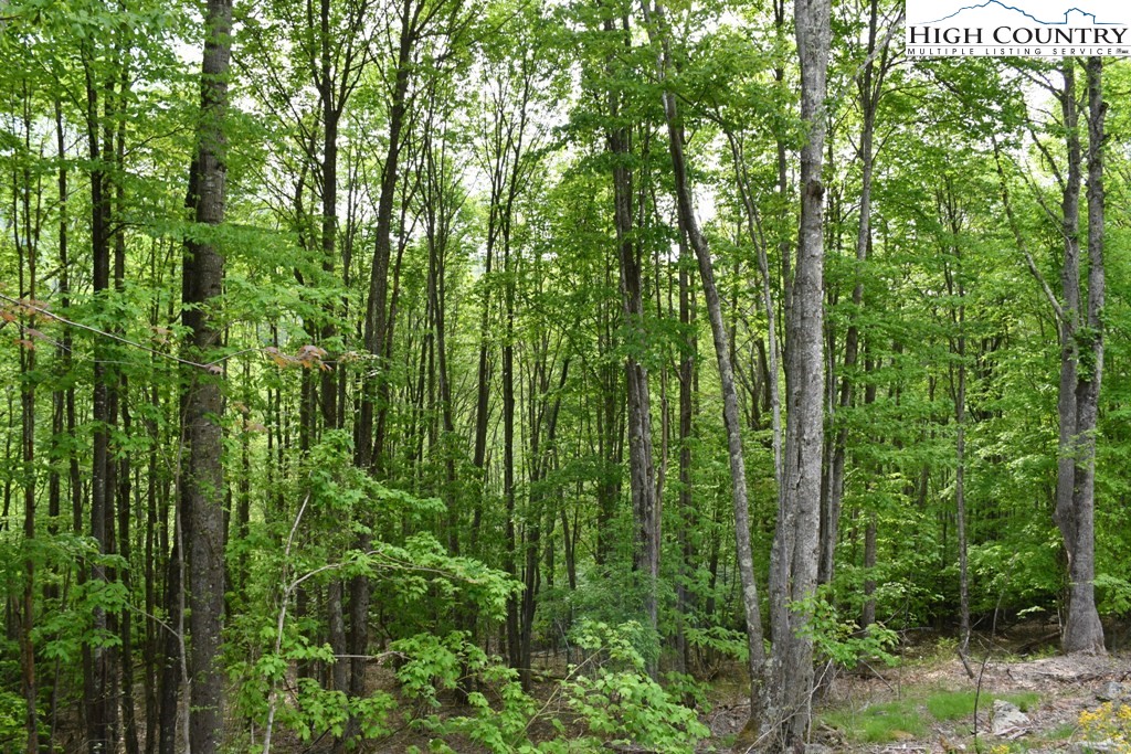 205 Locust Ridge Road Beech Mountain, NC 28604 - Photo 4 of 4 a view of a garden