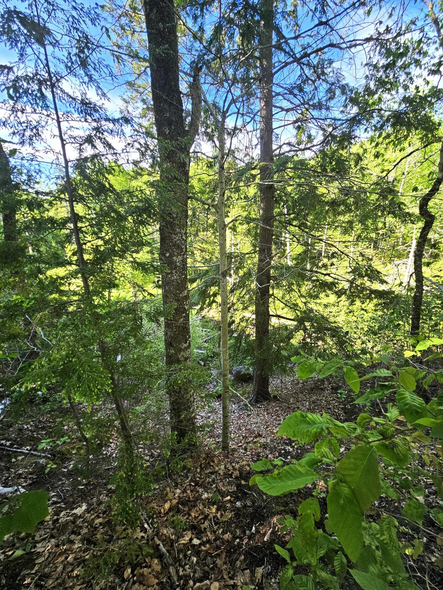 Lot 7-4 Happytown Road Orland, ME 04472 - Photo 21 of 26 Wooded Area near Stream