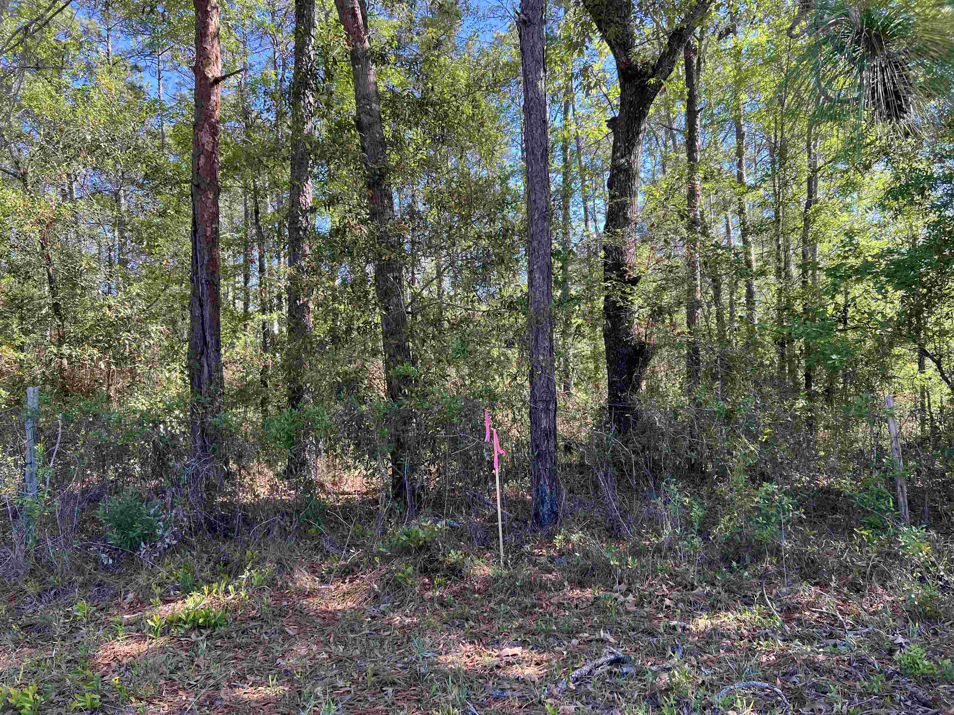 45 Old Federal Road Quincy, FL 32351 - Photo 4 of 8