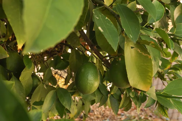 a view of a backyard with plants and garden