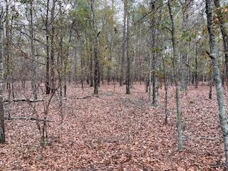7.8-acres Deer Stand Road Wagener, SC 29164 - Photo 11 of 14
