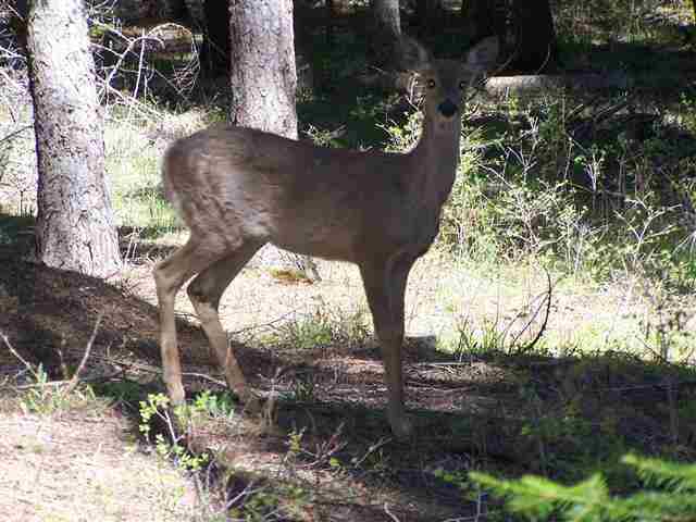 1201 Graham Road Cusick, WA 99119 - Photo 13 of 20