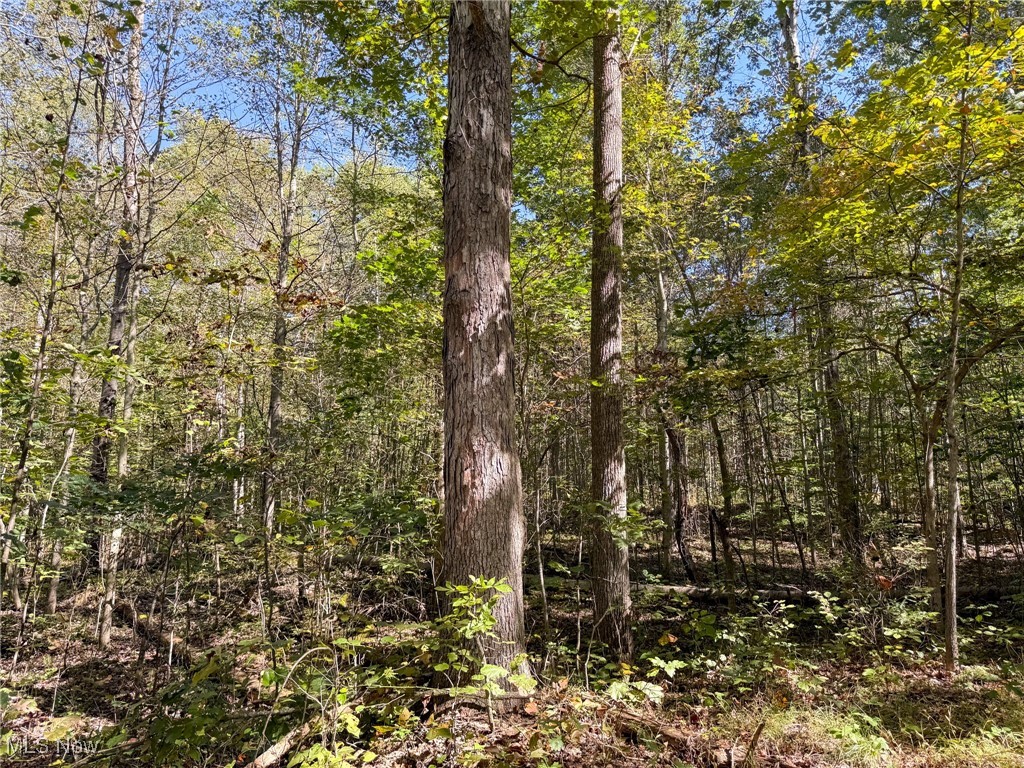 Layman Road Vincent, OH 45784 - Photo 6 of 35 View of woods