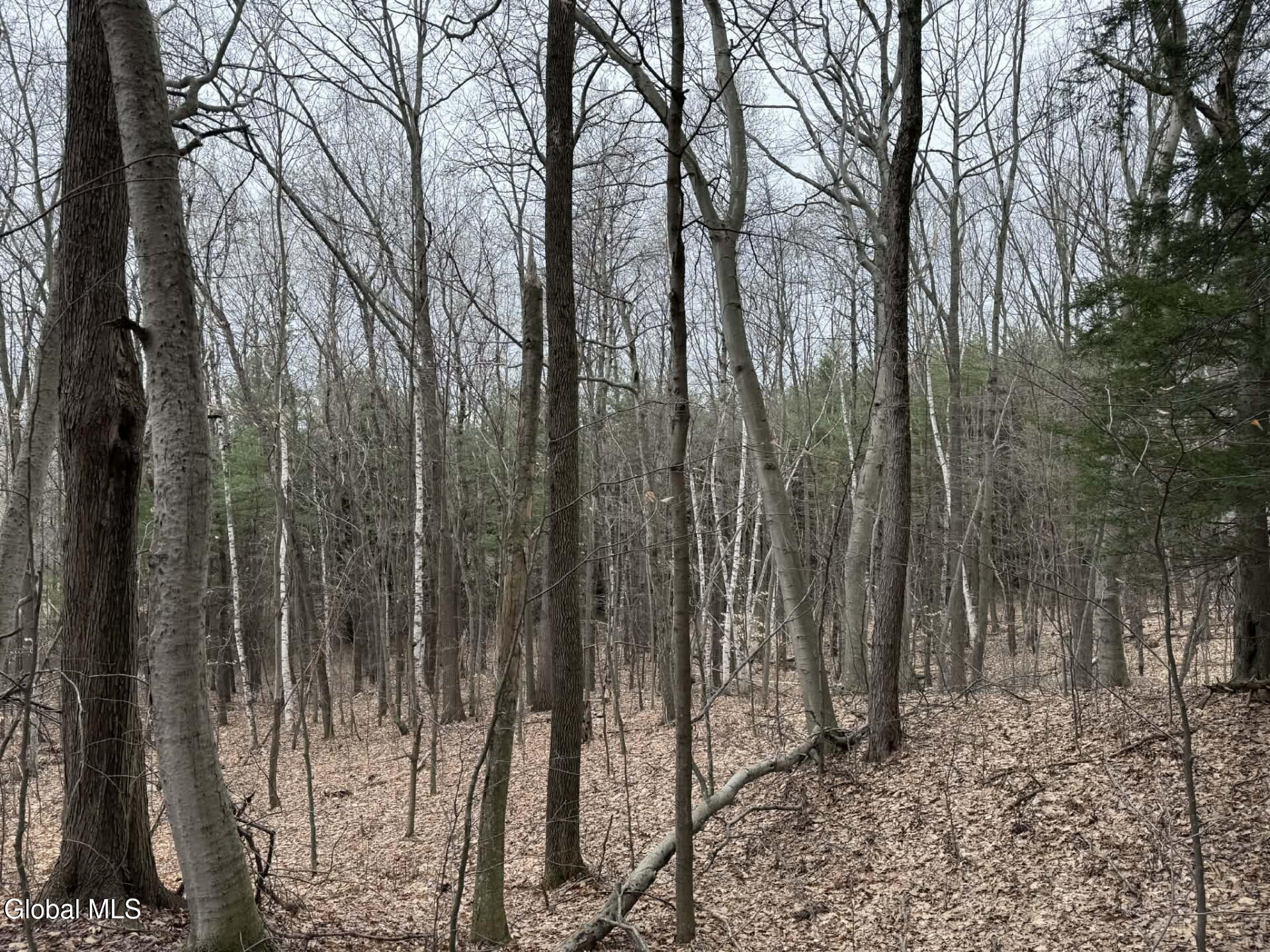 290 Griggs Road Springfield, NY 13468 - Photo 58 of 59 290GriggsRd_68576_59