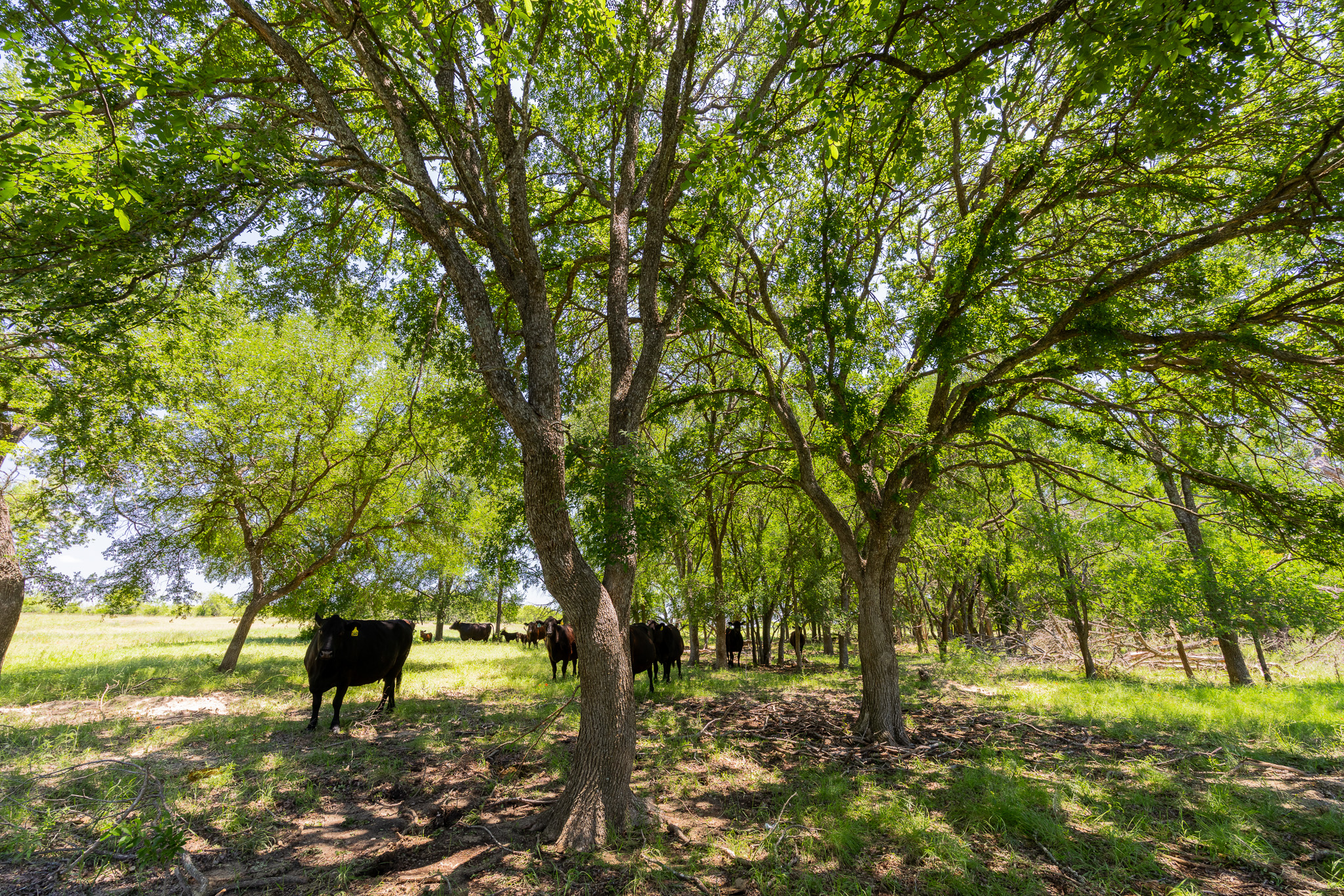 180 72 Ac Road Purmela, TX 76566 - Photo 2 of 33